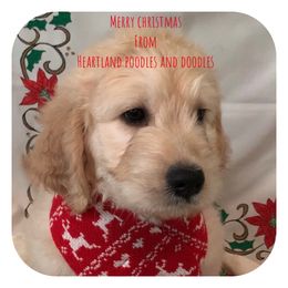 Goldendoodle Puppies from Heartland Poodles and Doodles