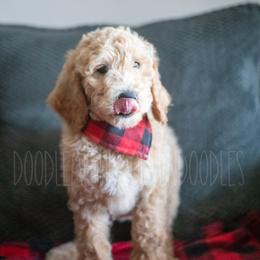 Goldendoodle Puppies from Doodle Me This Goldendoodles