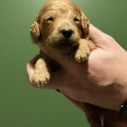 Labradoodle Puppies from Ruby Doo’s Doodles