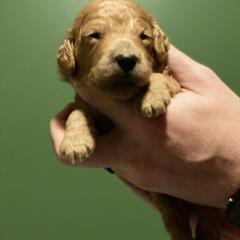 Labradoodle Puppies from Ruby Doo’s Doodles