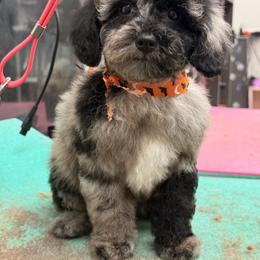 Cavapoo, Goldendoodle, Maltipoo, Morkie, Shihpoo, and Yorkipoo Puppies from Jenny La Bone