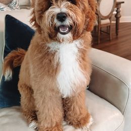 Dolly - Goldendoodle