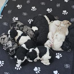 Assorted Doodle Crosses puppies from Gaga's Doodles