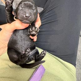 Jessie Peach Collar - Black female Labrador Retriever puppy in Elloree, South Carolina from Moonlight Kennels LLC
