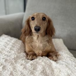 Harmony - Dachshund