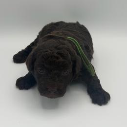 Snickers - Brown male Poodle puppy in Southampton, New Jersey from Lavishly Loved Pets LLC