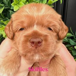 Skittles - Caramel female Australian Labradoodle puppy in Silver Spring, Maryland from Potomac Australian Labradoodles
