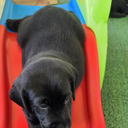 Labrador Retriever Puppies from Cornish Mountain Labradors