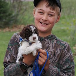 Sweet Tea - White female Lagotto Romagnolo puppy in Lake City, Michigan from Michigan Lagotto