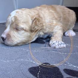 Jimmy Choo - Apricot male Maltipoo puppy in Weatherford, Texas from Aprishew Maltipoo