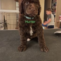 Hunter - Poodle puppy in Kentucky from Stacey's Poodles