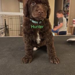 Hunter - Poodle puppy in Kentucky from Stacey's Poodles