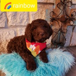 Labradoodle Puppies from TLC Labradoodles