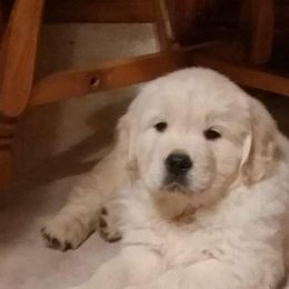 Golden Retriever Puppies from Fiddle In Gold Retrievers