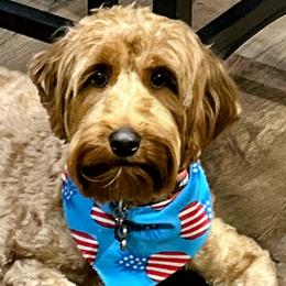 Kona - Australian Labradoodle