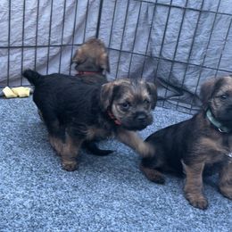 "Plotting their next move!" Border Terrier Puppies from Silli's Border Terriers