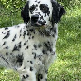 Shatter - Dalmatian