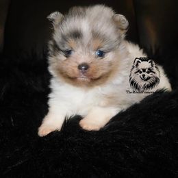 Pacha - Blue merle male Pomeranian puppy in Antelope, California from California Pom Paradise