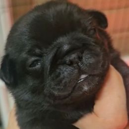 Black Male - Black male Pug puppy in Martville, New York from Hug a Pug LLC