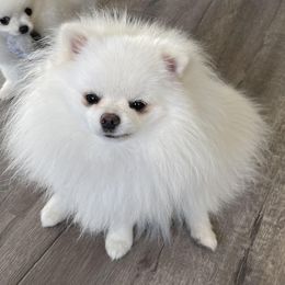 Pomeranian All Grown Up from Luna Kennel