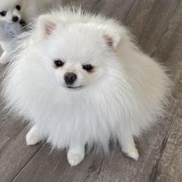 Pomeranian All Grown Up from Luna Kennel