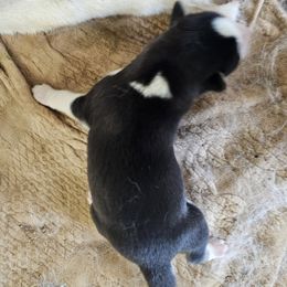 Sail - Black and white Siberian Husky puppy in Sharon, Tennessee from Apple Oak Castle Siberians