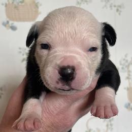 8 - female Alapaha Blue Blood Bulldog puppy in Grafton, Ohio from Eclipse Alapaha Kennels