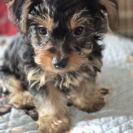 Tucker - Black and tan male Yorkshire Terrier puppy in Vanderbilt, Michigan from Yorkies of Northern M.I.