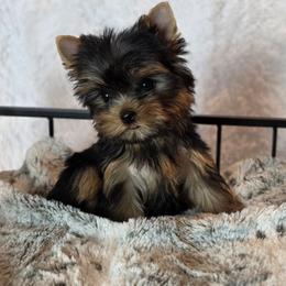 Bitty - Black and gold female Yorkshire Terrier puppy in Luray, Tennessee from Little Angel Yorkies