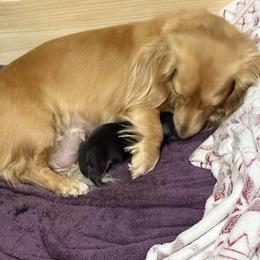 Knight - Black and cream male Dachshund puppy in Lubbock, Texas from It’s a Hot Mess