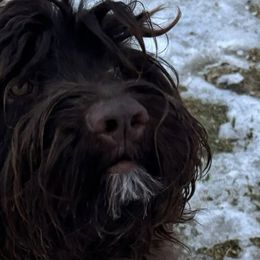 Portuguese Water Dogs from Maple View Meadows