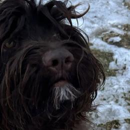 Portuguese Water Dogs from Maple View Meadows