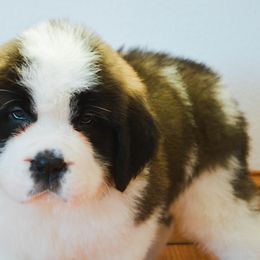 Saint Bernard Puppies from Atkinson Saint Bernards