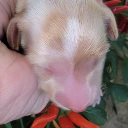 Dachshund Puppies from CLARK'S BREEDING PROGRAM