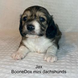 Jax - Cream male Dachshund puppy in Lexington, Oklahoma from BooneDox Miniature Dachshunds