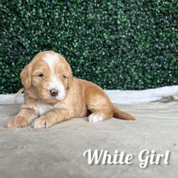White Girl - Red female Bernedoodle puppy in Modesto, California from Two Doods Doodles