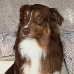 Rigby - Australian Shepherd