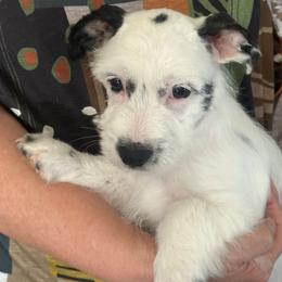 Russell - Black and white male Parson Russell Terrier puppy in Apple Valley, California from Jumping Jack's Russell Terriers