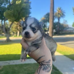 Gray - Gray and white male Pomsky puppy in La Verne, California from Red Cedar Pomskies