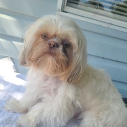 Brownie - Shih Tzu