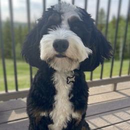 Tucker - Bernedoodle