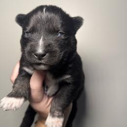 Holly - Black female Siberian Husky puppy in Tiverton, Rhode Island from Mount Hope Siberians