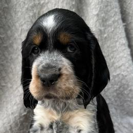 Boy 7 - male English Springer Spaniel puppy in Fort Collins, Colorado from Indy Star Springers