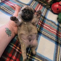 Boy 1 - Brindle male Pug puppy in Auburn, Kentucky from Prentice Family Pugs, Bugs & Corgis