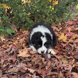 Australian Shepherd Puppies from Drummond Aussies