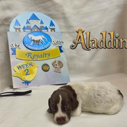 Aladdin - Liver and white male German Shorthaired Pointer puppy in North Branch, Minnesota from Chrishelle Farm