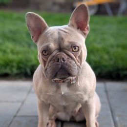 Sire. - French Bulldog