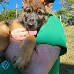 German Shepherd Puppies from Persevere Kennels