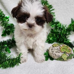 Havanese and Shih Tzu Puppies from Locust Creek Shih Tzu & Havanese