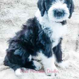 Bearded Retriever, Labradoodle, and Sheepadoodle Puppies from Mule Mountain Doodles